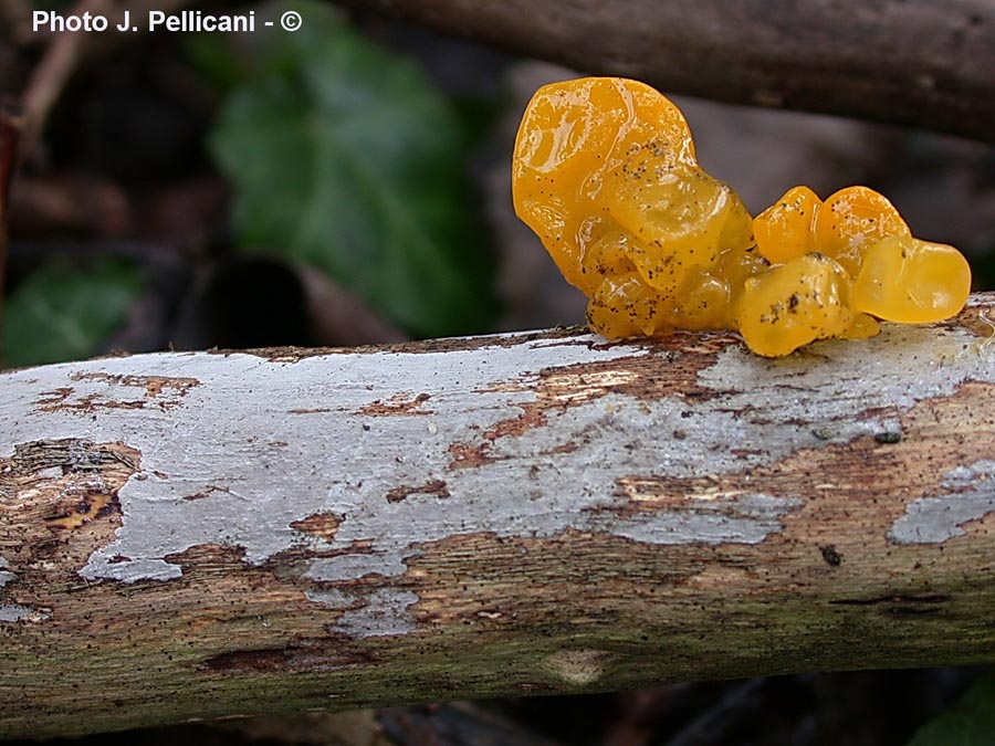 Tremella mesenterica