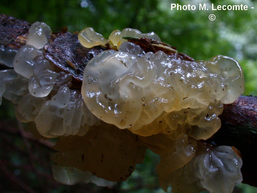 Tremella mesenterica