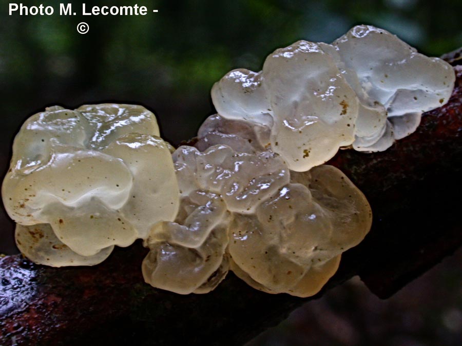 Tremella mesenterica