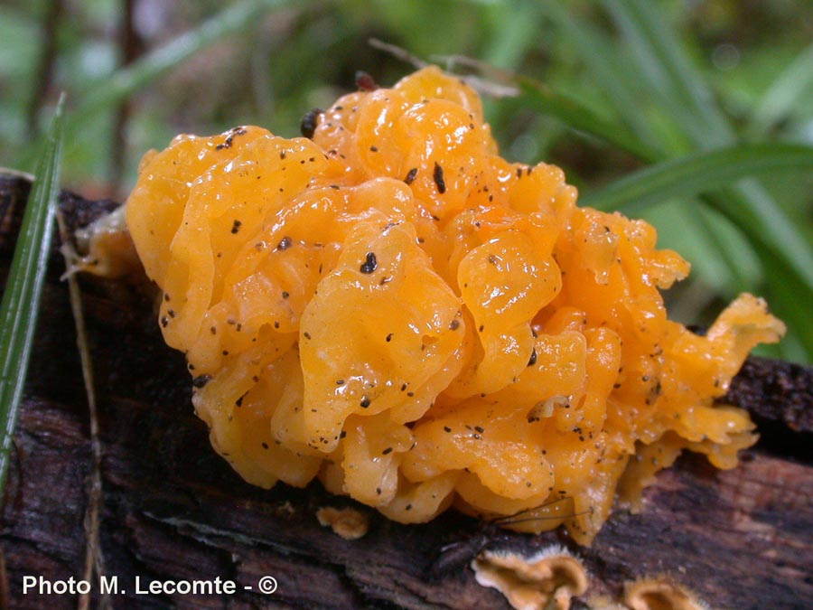 Tremella mesenterica