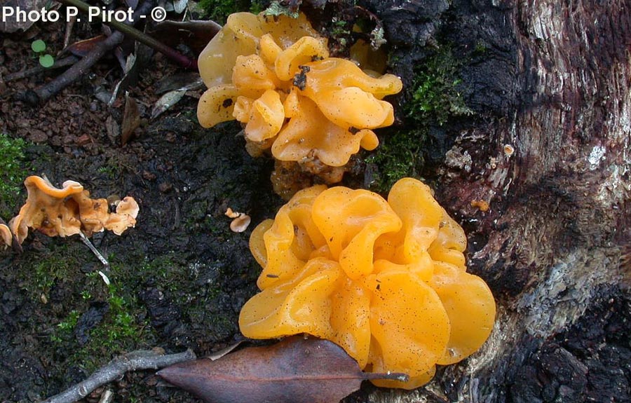 Tremella mesenterica