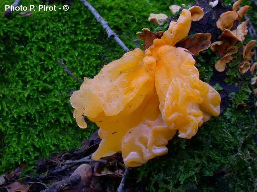 Tremella mesenterica