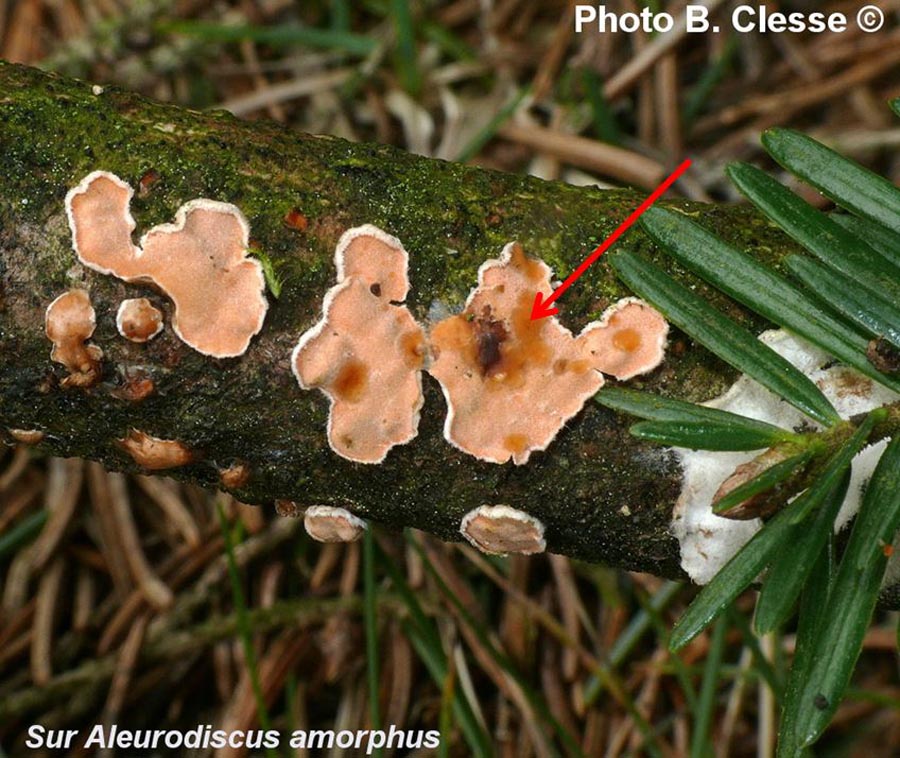 Tremella simplex