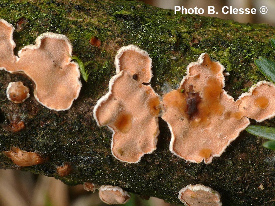 Tremella simplex