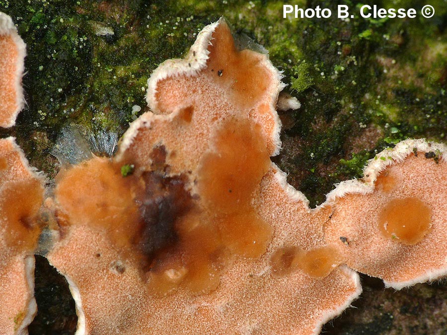 Tremella simplex