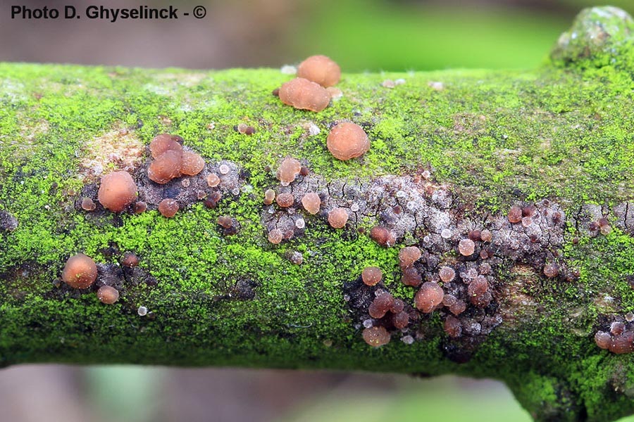 Tremella versicolor