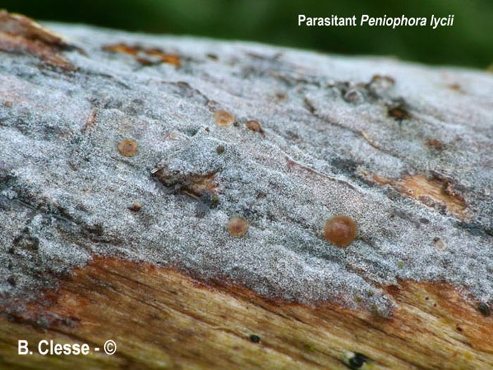 Tremella versicolor