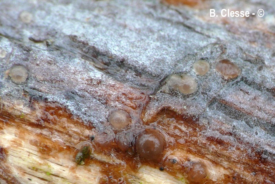 Tremella versicolor