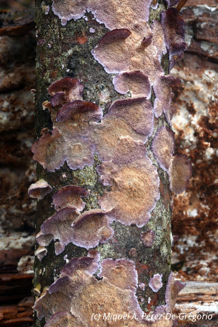 Trichaptum fuscoviolaceum (Hirschioporus fuscoviolaceus, Trichaptum hollii)