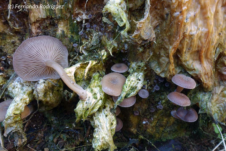 Trichocybe puberula