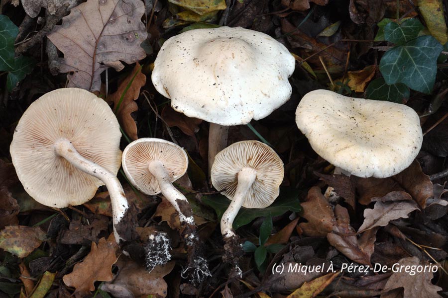 Tricholoma album var. thalliophyllum