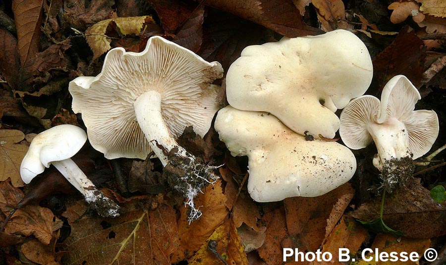 Tricholoma album