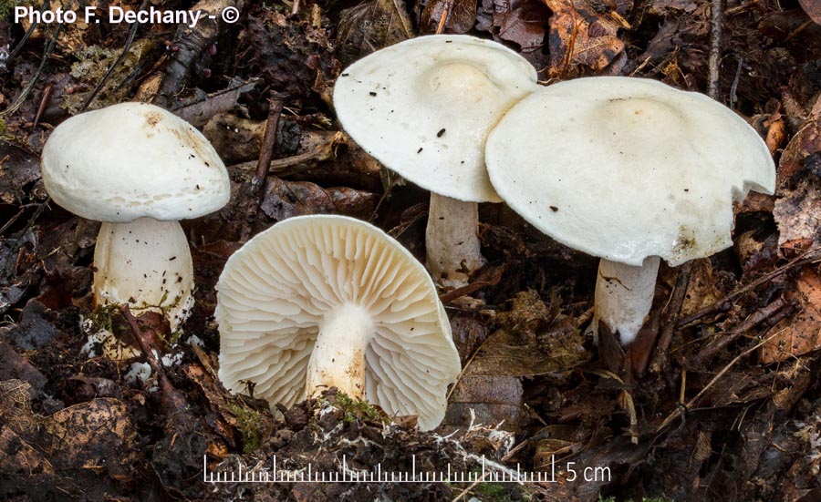 Tricholoma album