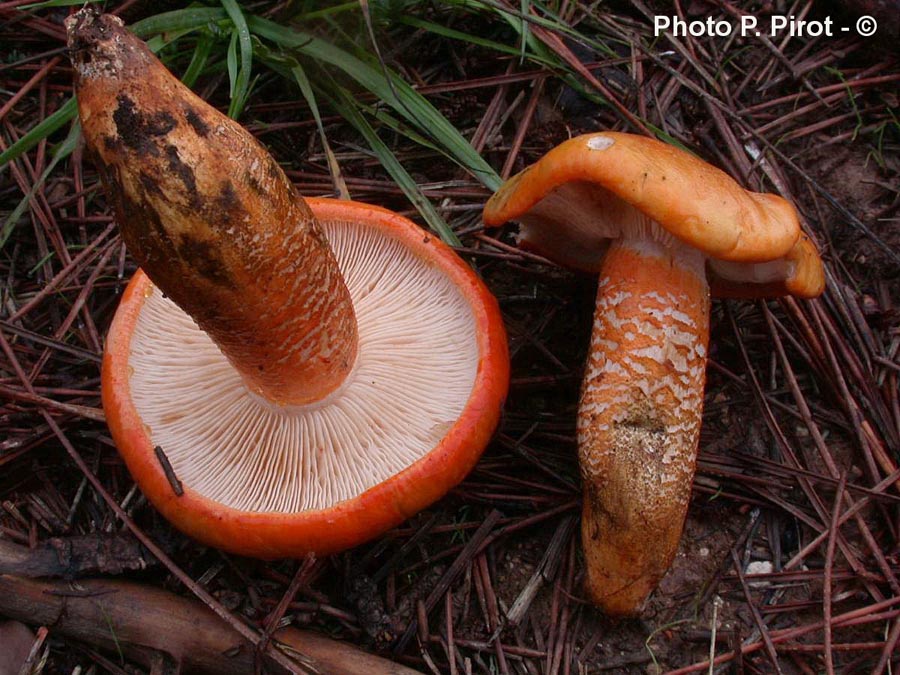 Tricholoma aurantium