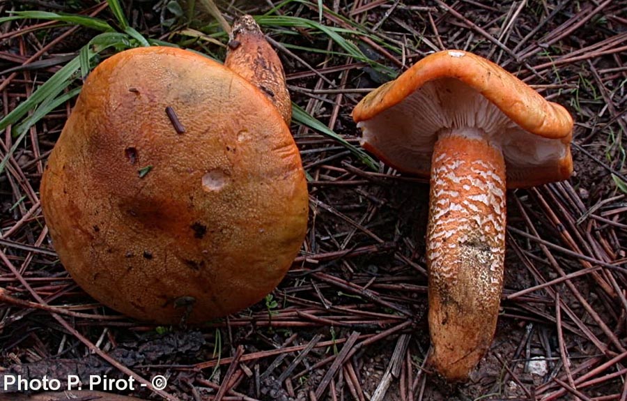 Tricholoma aurantium