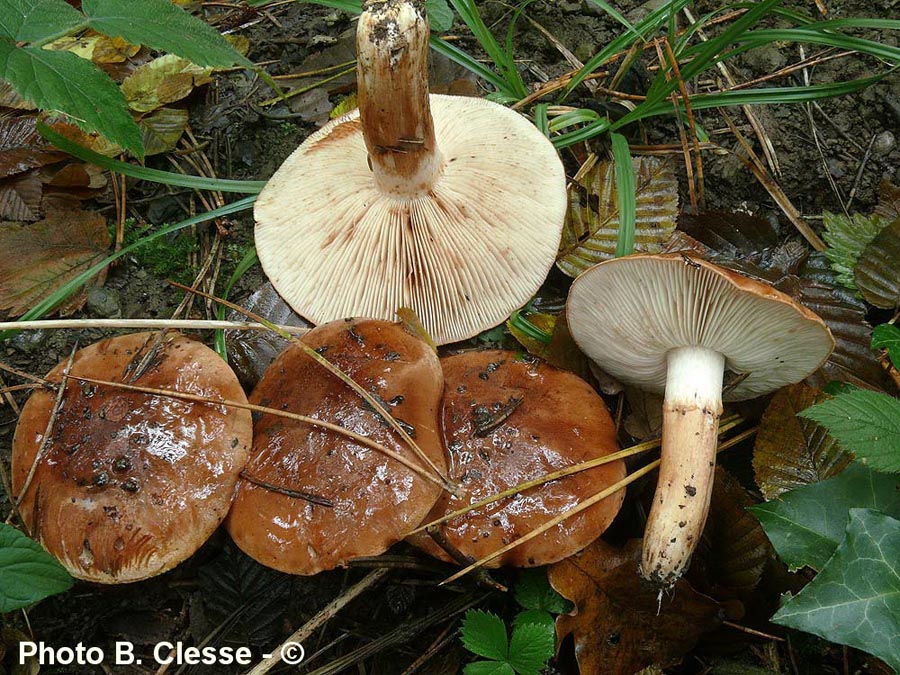 Tricholoma batschii