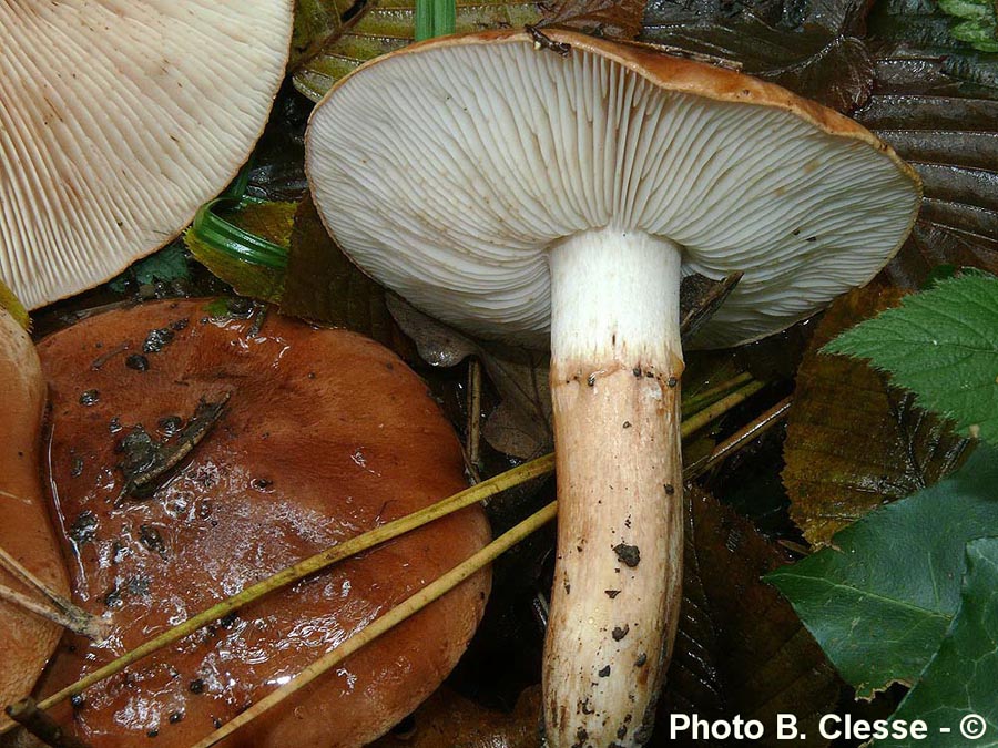 Tricholoma batschii