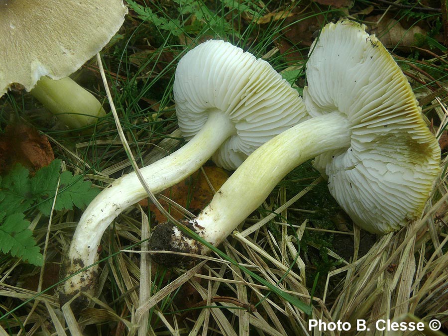 Tricholoma guldeniae