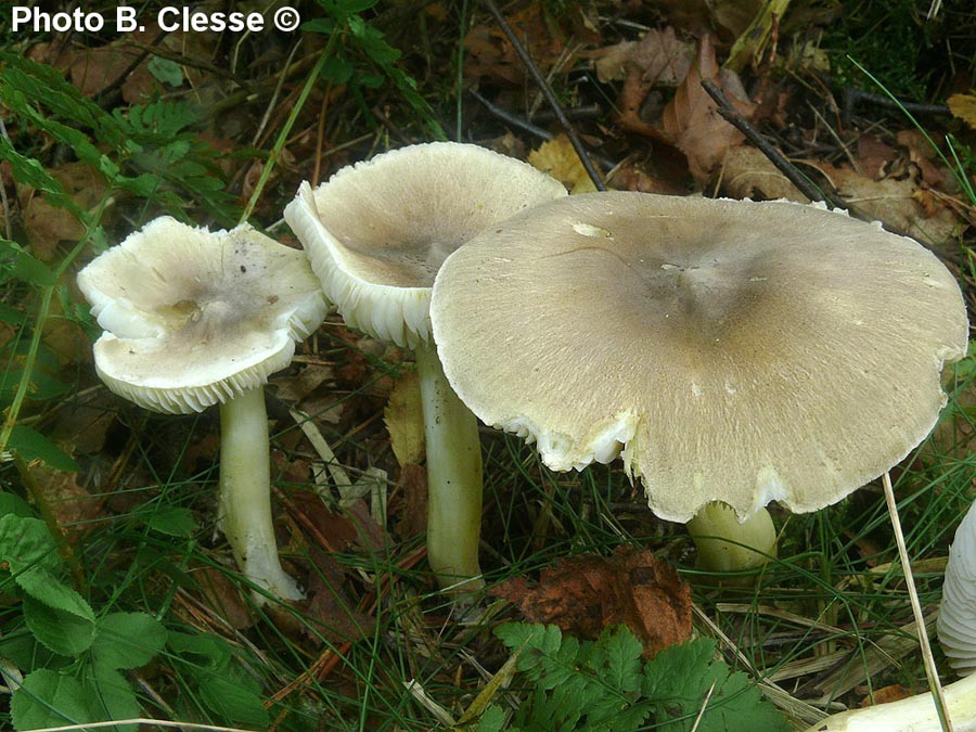 Tricholoma guldeniae