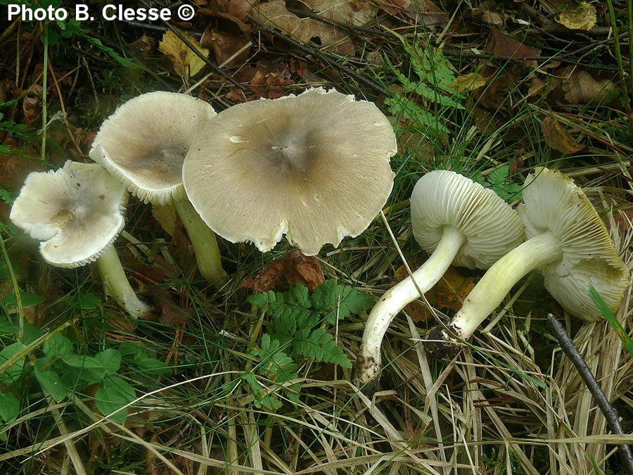 Tricholoma guldeniae