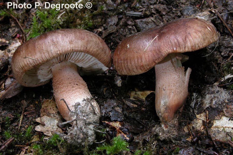 Tricholoma imbricatum