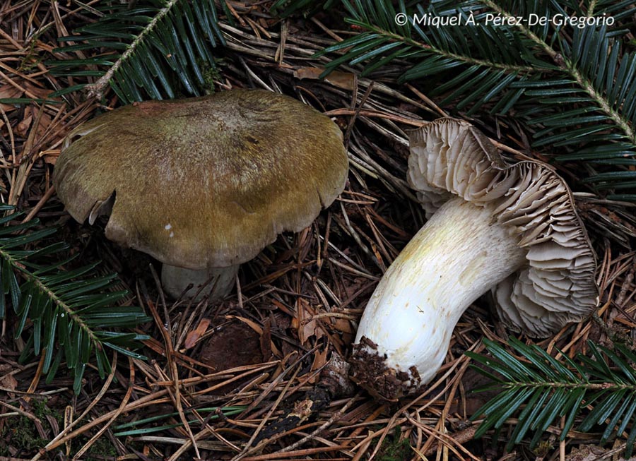 Tricholoma luridum