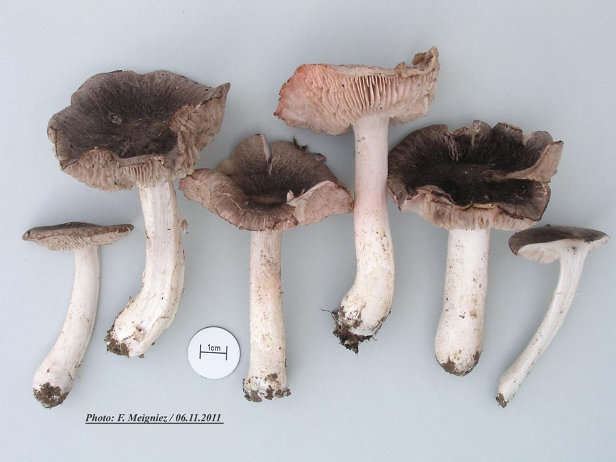 Tricholoma orirubens