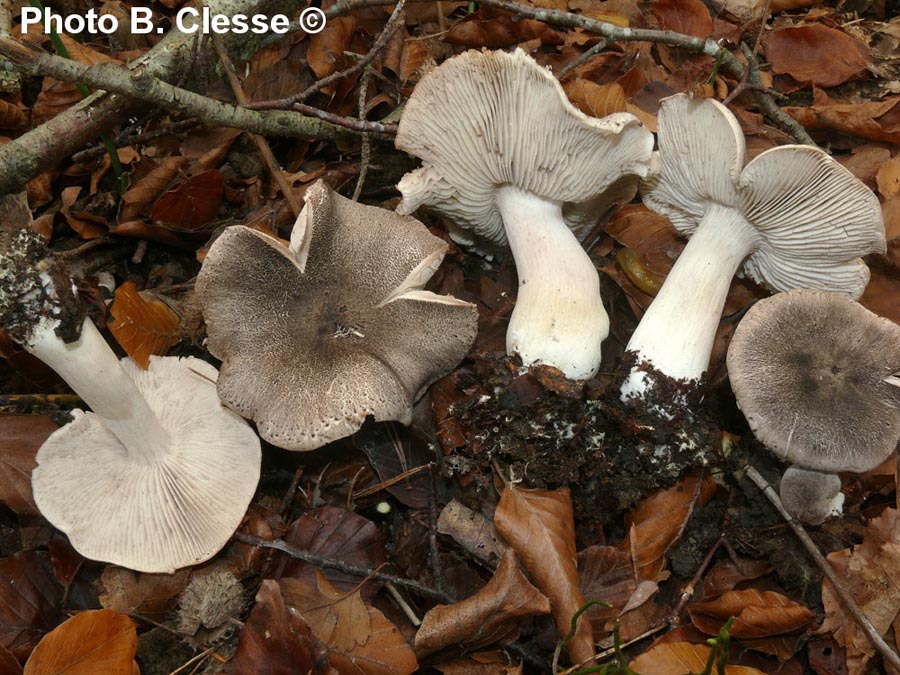 Tricholoma orirubens