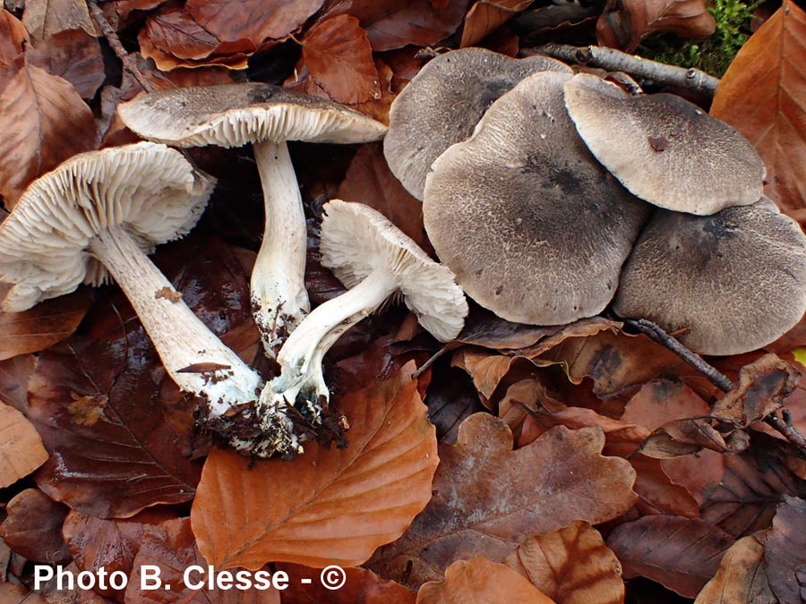 Tricholoma orirubens