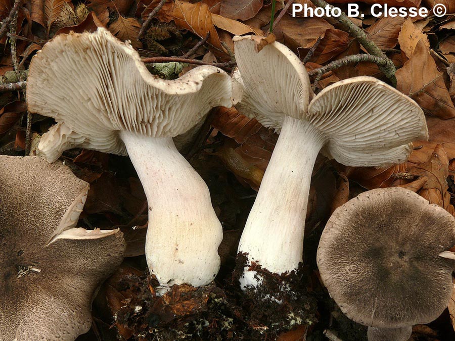 Tricholoma orirubens