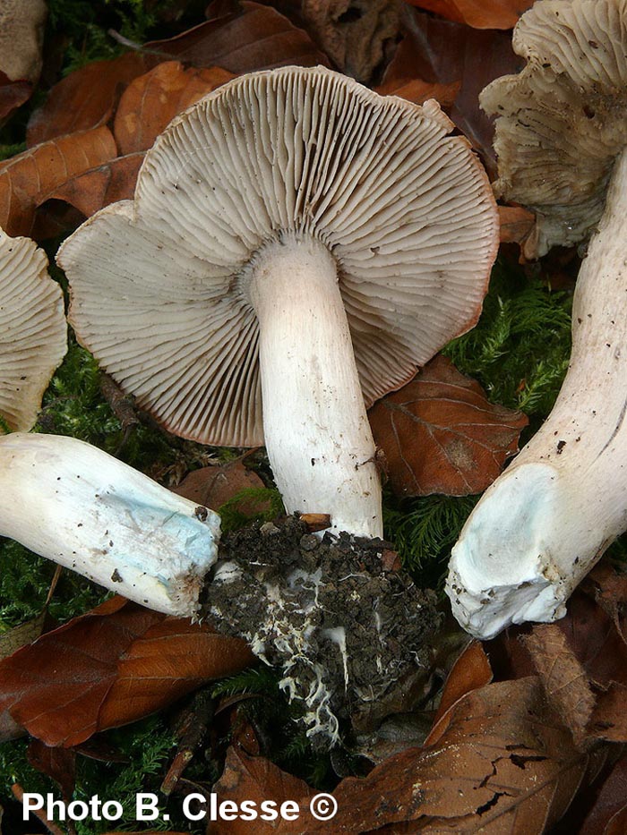 Tricholoma orirubens