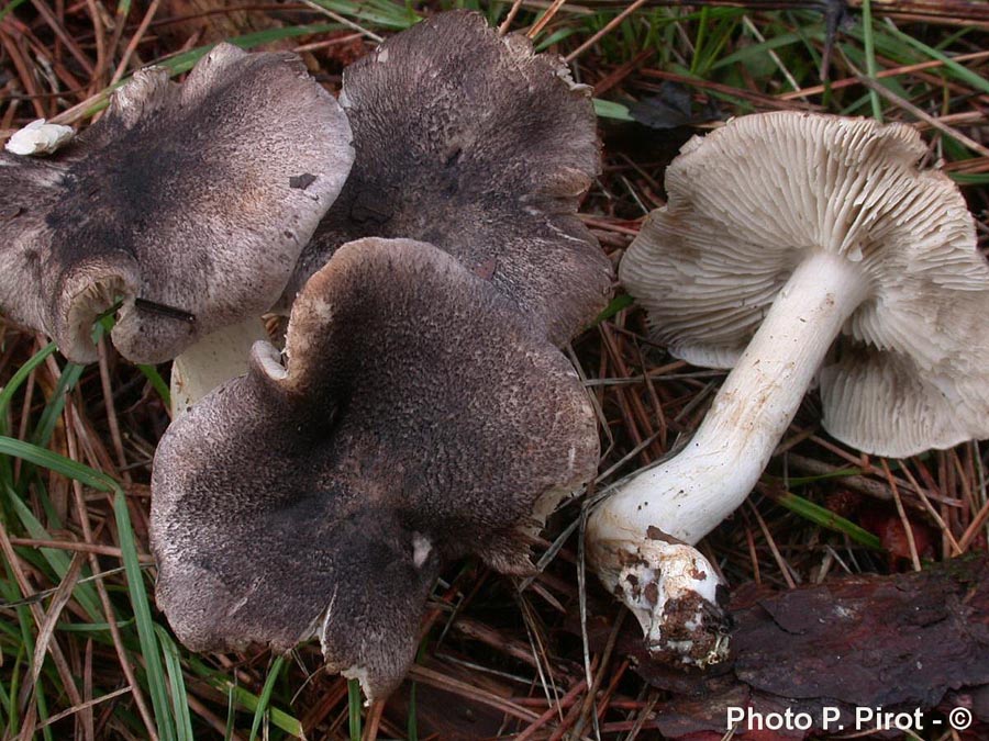 Tricholoma orirubens