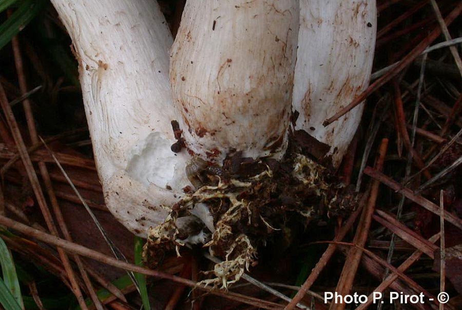 Tricholoma orirubens