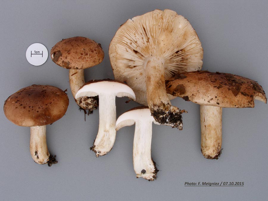 Tricholoma pessundatum