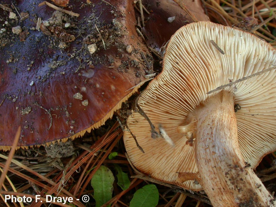 Tricholoma pessundatum