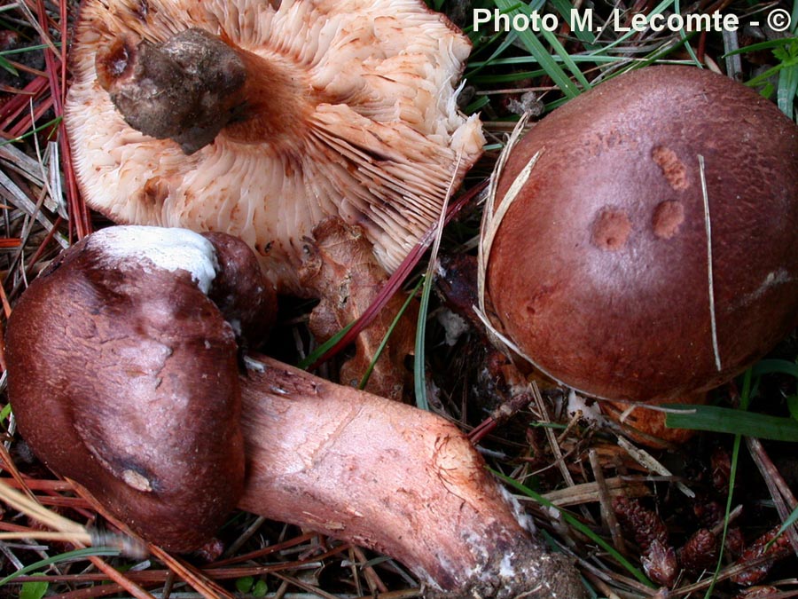 Tricholoma pessundatum