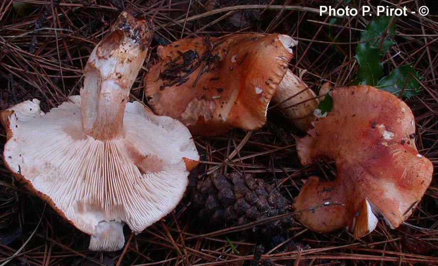 Tricholoma pessundatum