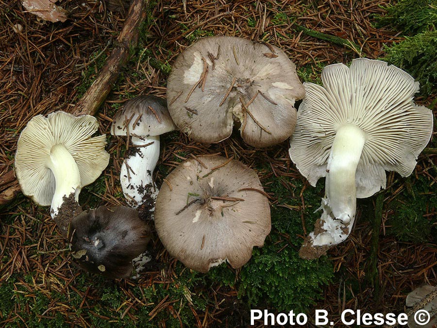 Tricholoma portentosum