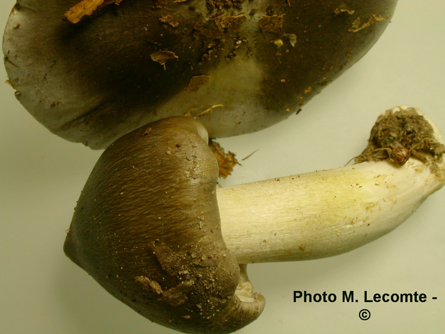 Tricholoma portentosum