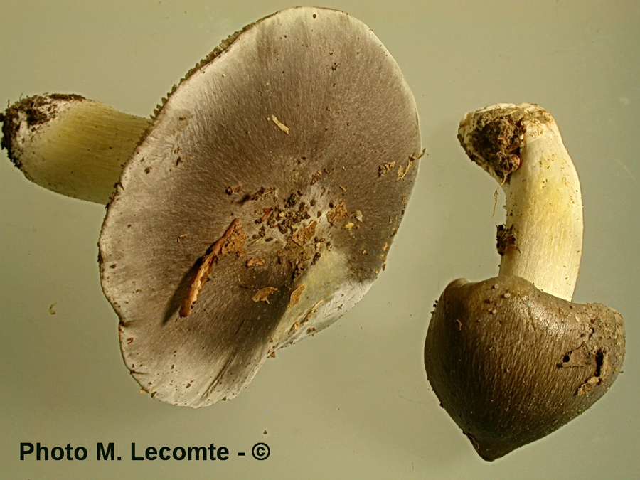 Tricholoma portentosum