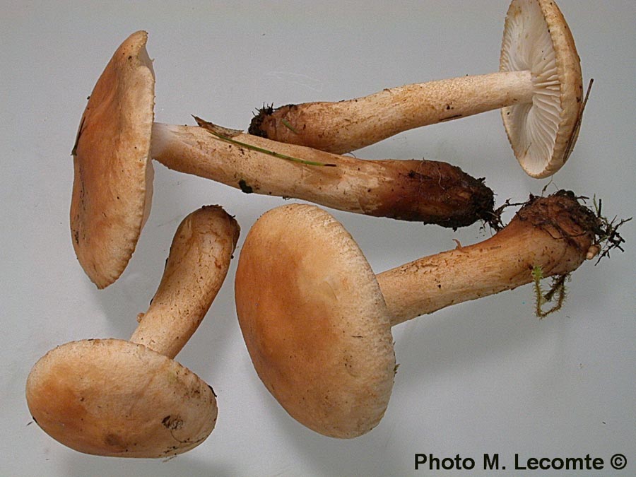 Tricholoma psammopus