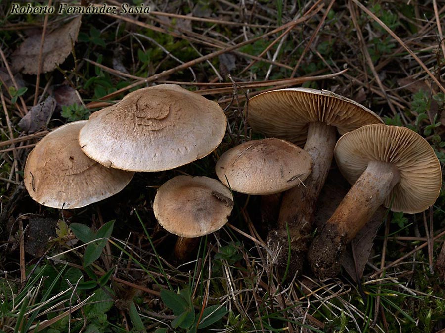 Tricholoma psammopus