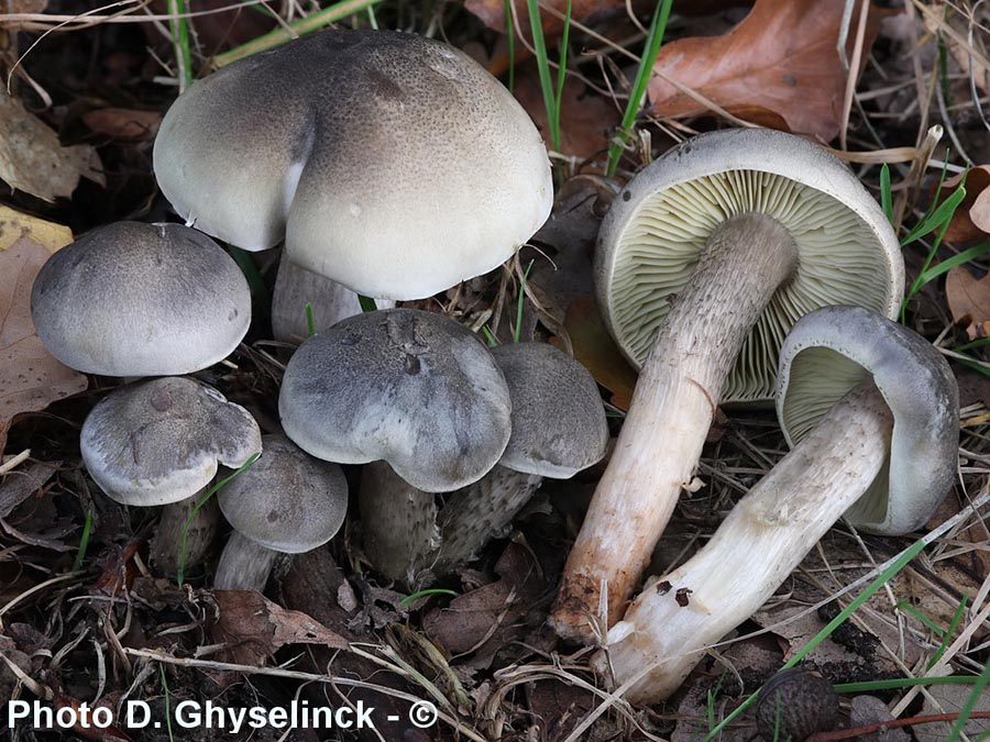 Tricholoma saponaceum