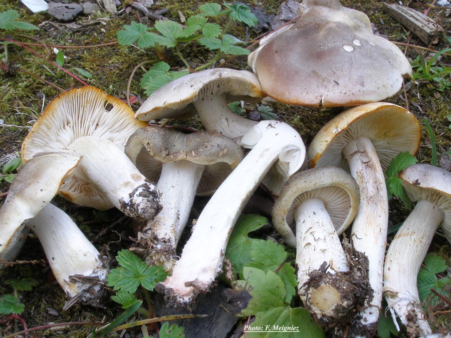 Tricholoma saponaceum