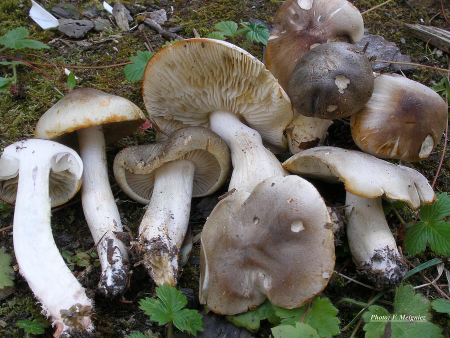 Tricholoma saponaceum