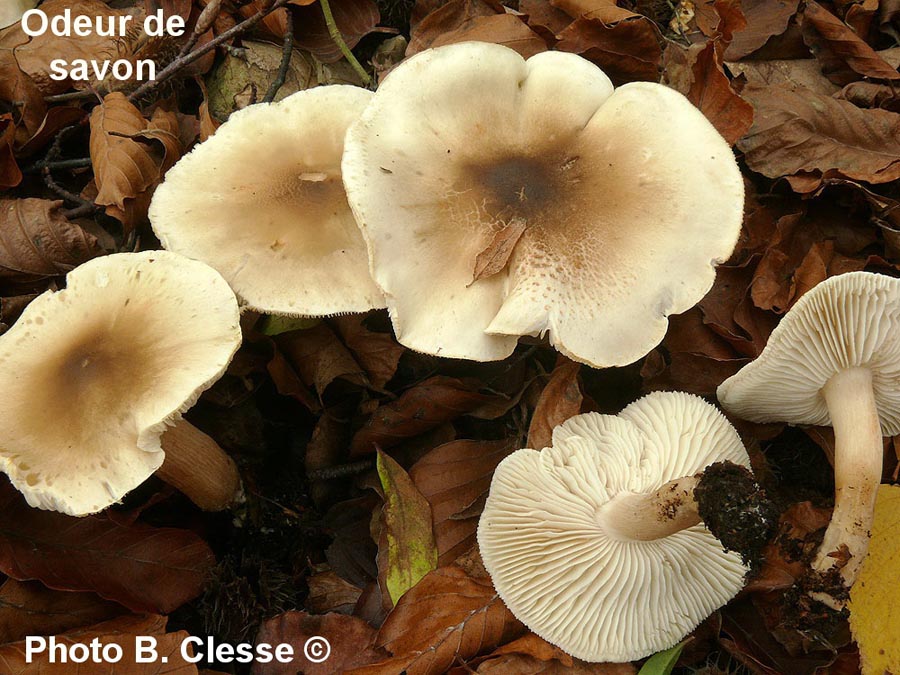 Tricholoma saponaceum