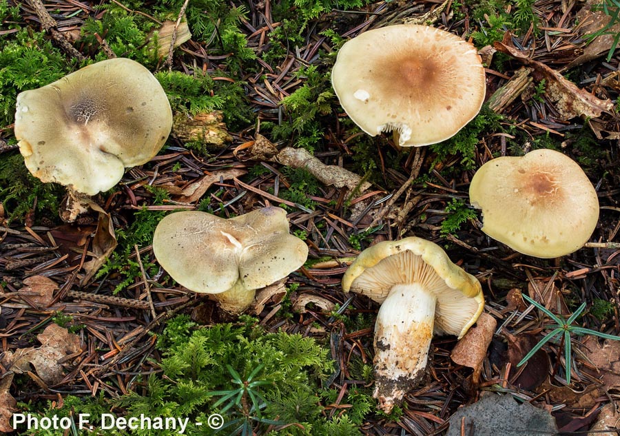 Tricholoma saponaceum