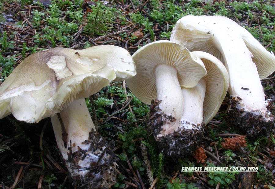 Tricholoma saponaceum