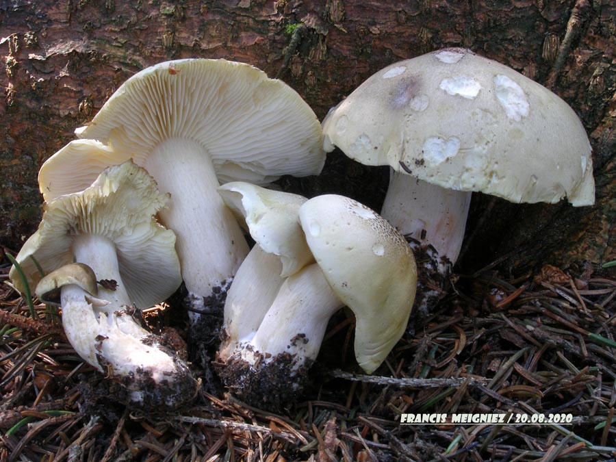 Tricholoma saponaceum