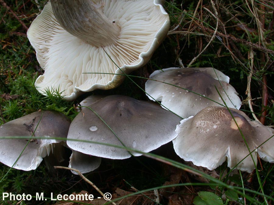 Tricholoma saponaceum